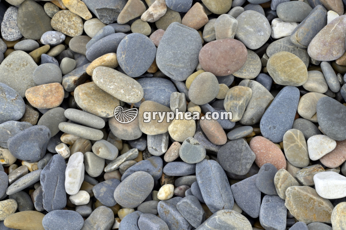 Galets sur une plage - gryphea.org